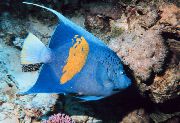 mėlynas Žuvis Maculosus Angelfish (Pomacanthus maculosus, Pomacanthus striatus) nuotrauka
