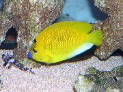 Flagfin Kaiserfische Gelb 
