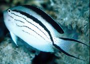 dryžuotas Žuvis Lamarcks Angelfish (Genicanthus lamarck) nuotrauka