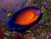 triibuline Kala Korallid Ilu Angelfish (Centropyge bispinosa) foto