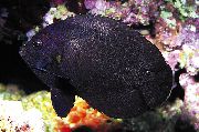 Siyah Nox Melek, Gece Yarısı Angelfish siyah Balık