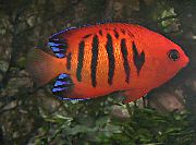 Vermelho Peixe Flame Angelfish (Centropyge loricula) foto