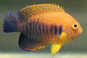 rengârenk Balık Çömlekçi Angelfish (Centropyge potteri) fotoğraf