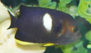 Scalari Tibicen, Angelfish Gaura Cheii Negru Pește