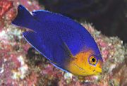 Žvirblinė (Angelėlis) Angelfish mėlynas Žuvis