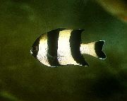 Listrado Peixe Four Stripe Damselfish (Dascyllus melanurus) foto