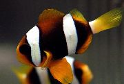 ზოლიანი თევზი Clarkii Clownfish (Amphiprion clarkii) ფოტო