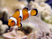 Listrado Peixe Ocellaris Clownfish (Amphiprion ocellaris) foto