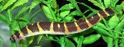 stripete Fisk Pangio Semicincta (Acanthophthalmus semicinctus, Pangio semicincta) bilde