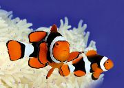 Gestreept Vis Ware Percula Clownfish (Amphiprion percula) foto