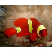 Gestreept Vis Yellowstripe Kastanjebruine Clownfish (Premnas biaculeatus) foto