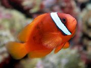 Roșu Pește Tomate Clownfish (Amphiprion frenatus) fotografie