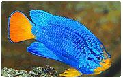 Mėlyna Damselfish šviesiai mėlynas Žuvis