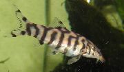 aquarium fish Yo-Yo Loach Botia lohachata Chaudhuri, Botia almorhae striped
