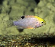 Ασήμι ψάρι Damselfish Talbot Του (Chrysiptera talboti) φωτογραφία
