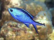 blå Fisk Chromis  bilde