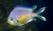 Χρυσός ψάρι Chromis  φωτογραφία