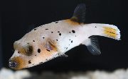 Macchiato Pesce Arothron Cane Volto Puffer (Arothron nigropunctatus) foto