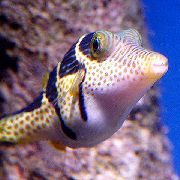 aquarium fish Saddle Valentini Puffer Canthigaster valentini motley