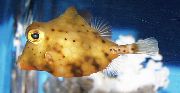 dzeltens Zivs Dzeltens Boxfish (Tetrosomus gibbosus) foto
