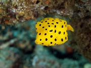 Κίτρινος ψάρι Cubicus Boxfish (Ostracion cubicus) φωτογραφία