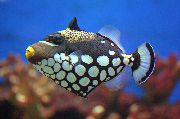 aquarium fish Clown Triggerfish Balistoides conspicillum spotted