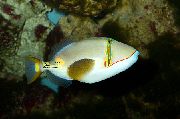 Branco Peixe Bursa Triggerfish (Rhinecanthus verrucosus) foto