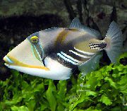 margas Žuvis Humu Picasso Triggerfish (Rhinecanthus aculeatus) nuotrauka