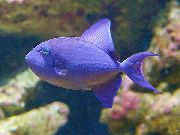 Μπλε ψάρι Νίγηρας Triggerfish, Triggerfish Κόκκινο Δοντιών (Odonus niger) φωτογραφία