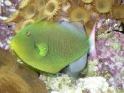 緑色 フィッシュ Pinktailモンガ​​ラ (Melichthys vidua) フォト