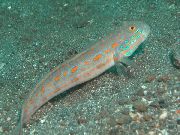 Getupft Fisch Diamant Watchman Goby, Entdeckte Orange Sleeper Goby (Valenciennea puellaris) foto