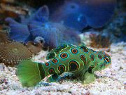 Στίγματα  Στίγματα Πράσινο Μανταρίνι Ψάρια (Synchiropus picturatus) φωτογραφία