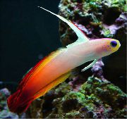Variegado Peixe Firefish (Nemateleotris magnifica) foto