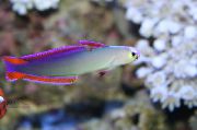 モトリー フィッシュ 紫色の火の魚、装飾されたダーツの魚 (Nemateleotris decora) フォト
