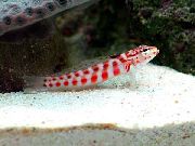 aquarium fish Red-Spotted Sandperch Parapercis schauinslandi spotted
