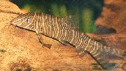 Zebra ლოუჩი ზოლიანი თევზი