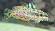 Στίγματα ψάρι Sailfin / Φύκια Blenny (Salarias fasciatus) φωτογραφία