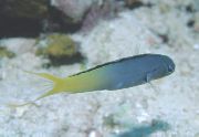 Γαλάζιο ψάρι Forktail Blenny, Κίτρινη Fangblenny (Meiacanthus atrodorsalis) φωτογραφία