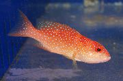 Κόκκινος ψάρι Κόκκινο Louti Σφυρίδα (Variola louti) φωτογραφία