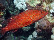 sarkans Zivs Miniatus Asaris, Koraļļu Asaris (Cephalopholis miniata) foto