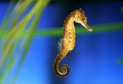 Золотистий Риба Коник Плямистий (Коник Жовтий) (Hippocampus kuda) фото