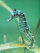 Negru Pește Seahorse Negru (Hippocampus erectus) fotografie