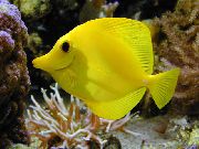 Жовтий Риба Зебрасома Вітрильна Жовта (Зебрасома Жовта, Жовтий Хірург) (Zebrasoma flavescens) фото