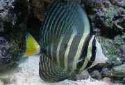 Gestreift Fisch Sailfin Tang (Zebrasoma veliferum) foto
