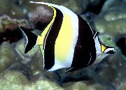 Gestreift Fisch Halfter (Zanclus cornutus, Zanclus canescens) foto