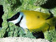 geltonas Žuvis Foxface Štai (Siganus vulpinus, Lo vulpinus) nuotrauka
