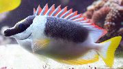 aquarium fish Magnificent Foxface Siganus magnificus motley