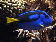 Μπλε ψάρι Κίτρινη Κοιλιά Βασιλική Μπλε Tang (Paracanthurus hepatus) φωτογραφία
