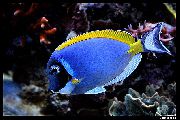 mėlynas Žuvis Milteliai Mėlyna Tango (Acanthurus leucosternon) nuotrauka
