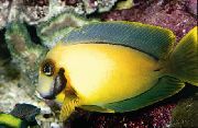 žuti Riba Oponašaju Limunova Kora Tang (Acanthurus pyroferus) foto